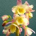 Den. Coronation Gold x Den. Lai's Fortune Ribbon