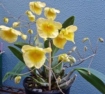 Den. lindleyi