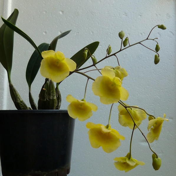 Den. lindleyi