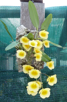 Den. lindleyi