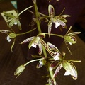 Cym. canaliculatum