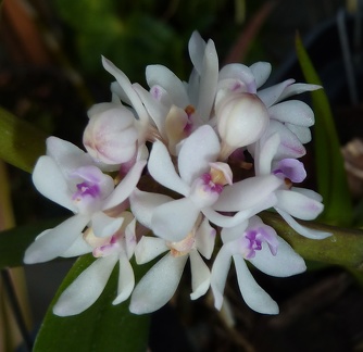 Trichoglottis rosea