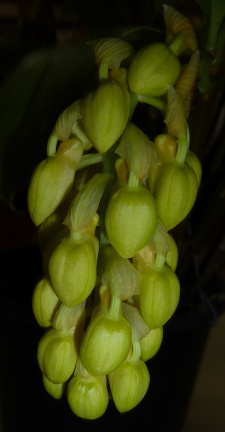 Den. densiflorum - Un-opened flower buds