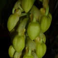 Den. densiflorum - Un-opened flower buds