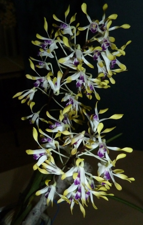 Den. canaliculatum