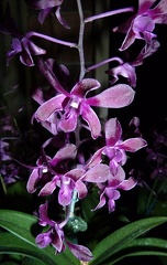 Den. Garnet Jewel