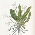 383px-Sarcochilus_falcatus_-_Edwards_vol_22_pl_1832_(1836).jpg