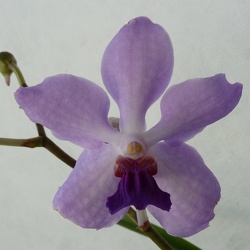 Holc. kimballianum x V. Manuvadee