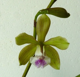 C. Lulu x Enc. tampensis