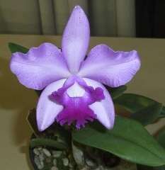 Lana Coryell "Cheryl" x Caudebec "Carmella"