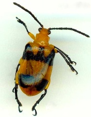 Dendrobium Beetle