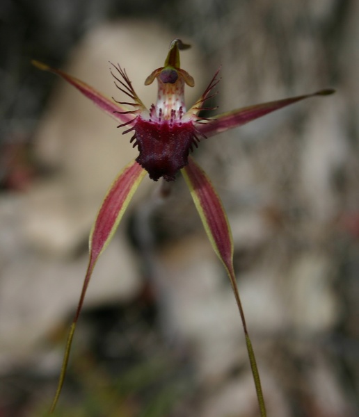 Caladenia brownii Karri Spider Orchid Deep River Fernhook Falls Mount Frankland NP IMG_0354.JPG
