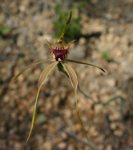 Caladenia brownii Karri Spider Orchid Creekbend Road Great Forest Trees Drive Shannon NP IMG_0514.JPG