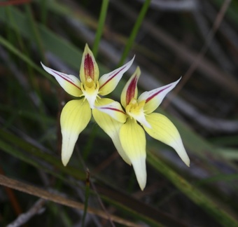 flava subsp. sylvestris