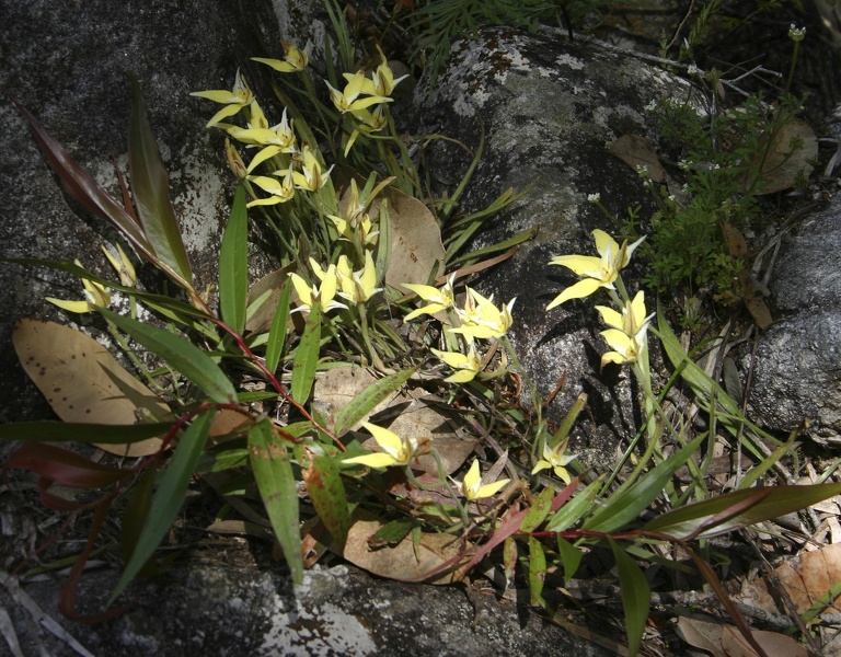 Caladenia flava subsp. sylvestris Karri Cowslip Orchid Fernhook Falls Mount Frankland NP IMG_0266.JPG