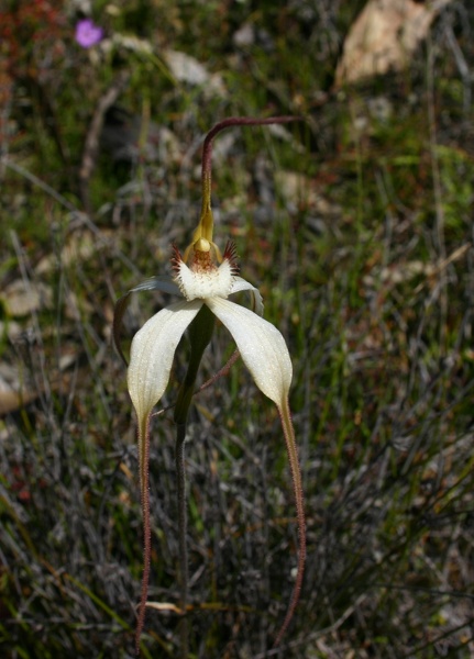 Calandenia longicauda subsp. eminens Stark White Spider Orchid Tenterden IMG_9431.JPG