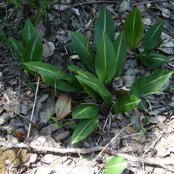 Cryptostylis (Csy)