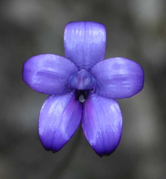 Elythranthera brunonis Purple Enamel Orchid Castle Rock Walk Track Porongurup NP Mount Barker IMG_9572.JPG