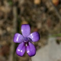 Elythranthera brunonis Purple Enamel Orchid Strachan Road Great Forest Trees Drive Shannon NP IMG_0502.JPG