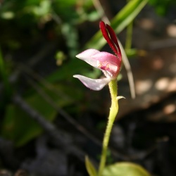 Leptoceras (Lcs.)