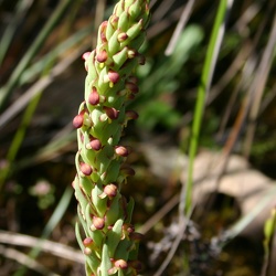 Monadenia (Mon.)