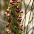 Monadenia bracteata South African Orchid Walking Track Cosy Corner IMG_9776.JPG