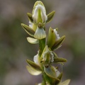 Prasophyllum elatum Tall Leek Orchid Mt Barker IMG_9168.JPG