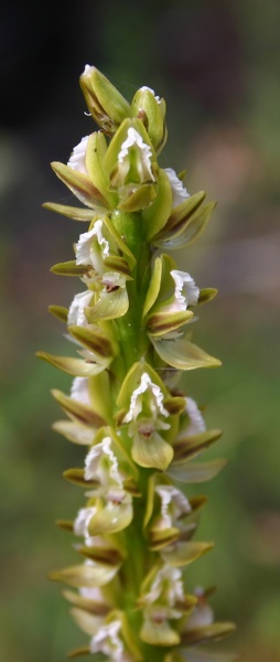 Prasophyllum elatum Tall Leek Orchid Mt Barker IMG_9173.JPG