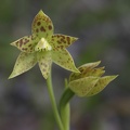 Thelymitra benthamiana Leopard Orchid Big Brook Dam Rainbow Trail Pemberton IMG_1294.JPG