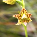 Thelymitra benthamiana Leopard Orchid Kalgan River Luke Pen Walk Kalgan Albany IMG_9605.JPG