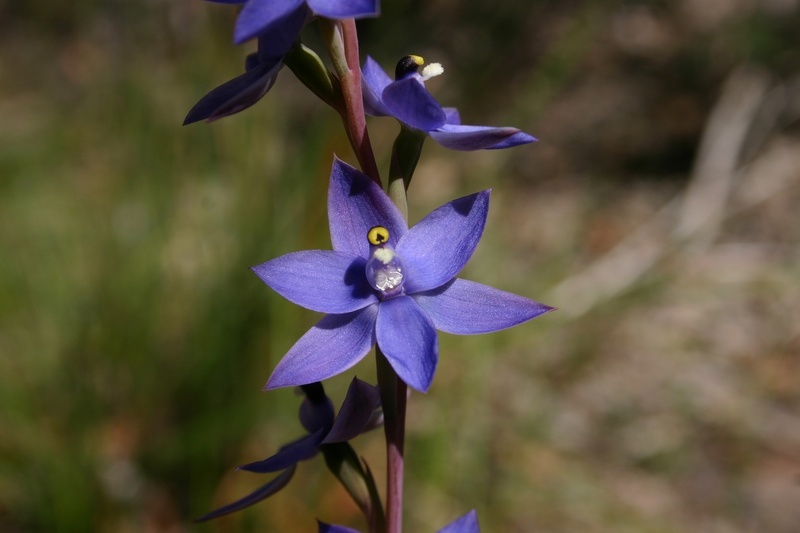 Thelymitra macrophylla Scented Sun Orchid Fernhook Falls Deep River Mount Frankland NP IMG_0439.JPG