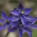 Thelymitra pauciflora Slender Sun Orchid Jim Fox Trail Diamond Tree Via Manjimup IMG_1482.JPG