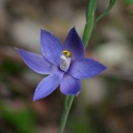pauciflora