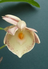 Orchidglade