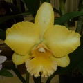 Malworth "Orchidglade"