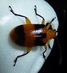 Dendrobium Beetle