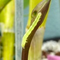 Green Caterpillar eating a Spathoglottis bud.