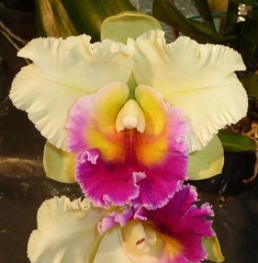 Rlc. Redland Mariner x Rlc. Redland Surprise