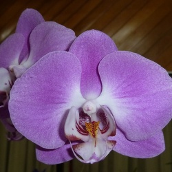 Dtps. Chin-Hsing Cherry x Phal. Ida Fukumura