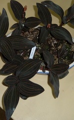 discolor (foliage)