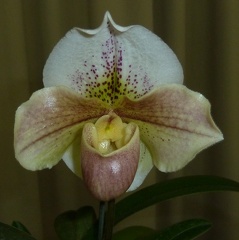 White Royal "Mystique"