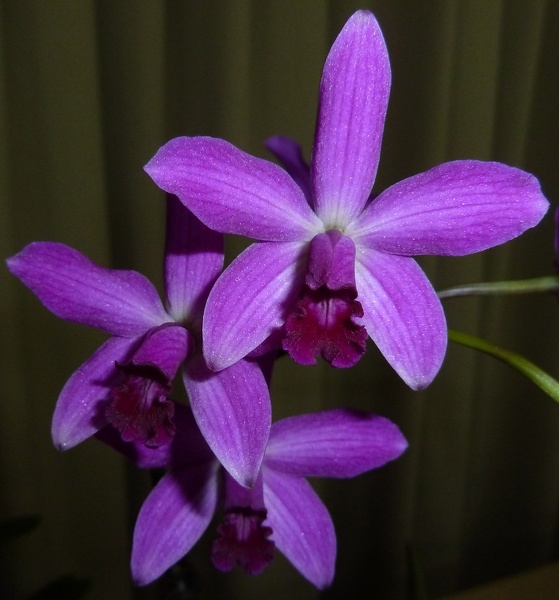 (C. Landate x C. milleri) x C. crispata