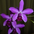 (C. Landate x C. milleri) x C. crispata