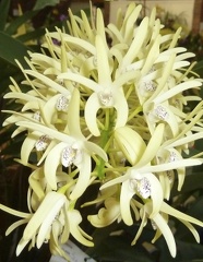 speciosum "Bob"