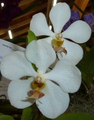 Ascda. Muang Thong x V. Rasri Gold