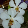 Ascda. Muang Thong x V. Rasri Gold