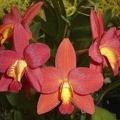 C. Precious Jewel x Ctt. Rojo