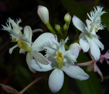 Kauai Super White