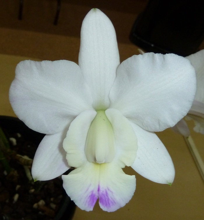 walkeriana var. semi-alba "Kenny" 