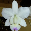 walkeriana var. semi-alba "Kenny" 